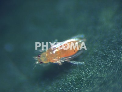 Neohydatothrips samayunkur